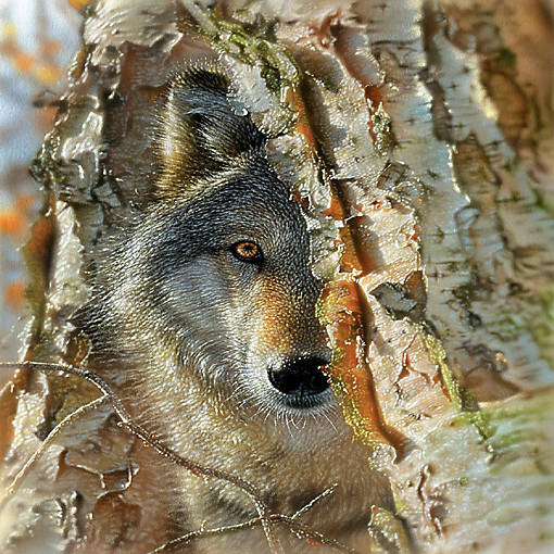 Sunsout Wolf Encounter 500 pc  Jigsaw Puzzle