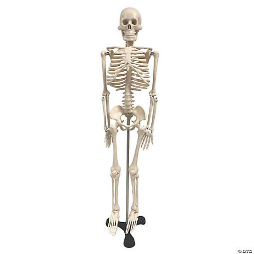 Supertek Human Skeleton Model with Key, 34"