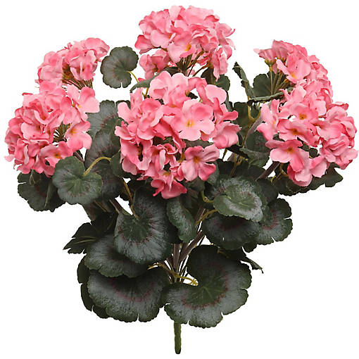 Vibrant Pink 18-Inch Geranium Bush