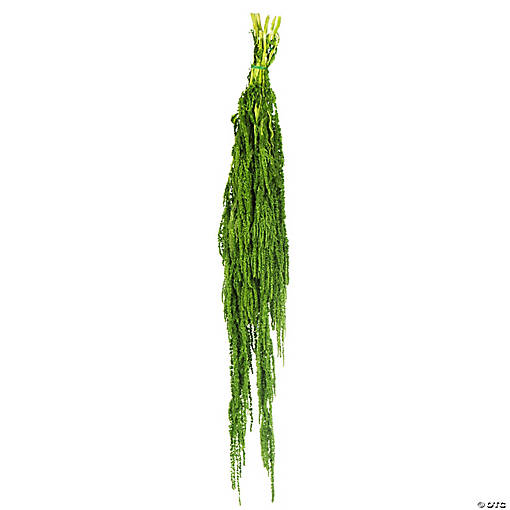 Vickerman 30" Spring Green Amaranthus Bundle, Preserved