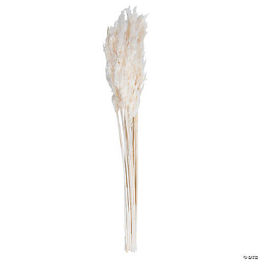 Vickerman 36" Bleached Plume Reed Bundle (15-20 stems), Preserved