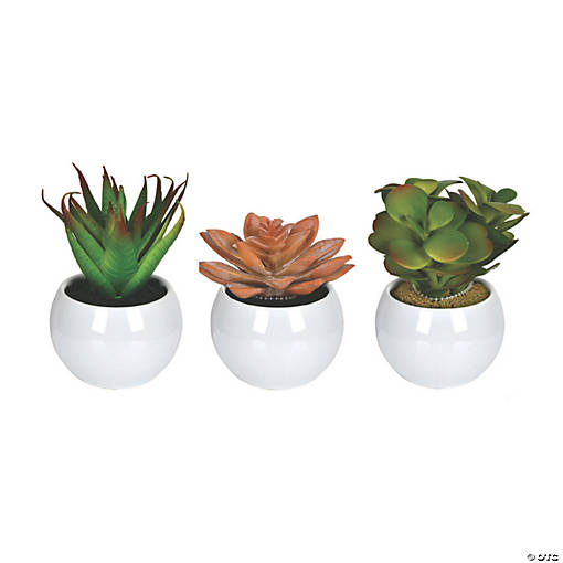 Vickerman 5" Assorted Potted Succulents - 3/pk