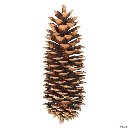 Vickerman 9.5"-10" Sugar Pinecones. Includes seventy sugar pinecones per case.