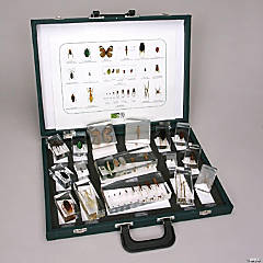 Carolina Biological Supply Company Insect Collection Set 1, Plastomount Mounted