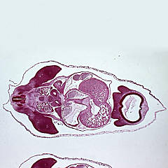 https://s7.orientaltrading.com/is/image/OrientalTrading/SEARCH_BROWSE/carolina-biological-supply-company-pig-8-12-mm-embryo-slide-rep--c-s-~14377260$NOWA$