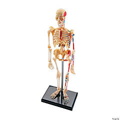 Learning Resources Model Skeleton