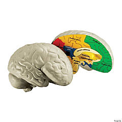 Learning Resources<sup>®</sup> Cross-Section Human Brain Model- 2 Pc.