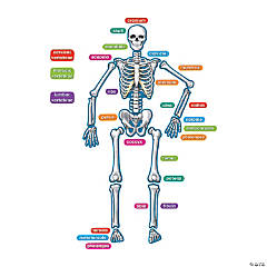 Magnetic Human Skeleton - 40 Pc.