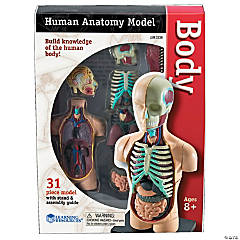 Model Human Body Anatomy