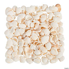 Natural Clamrose Sea Shells