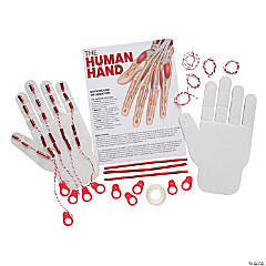 STEM Activities Human Hand - Makes 12