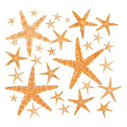 Natural Bleached Philippine Starfish - 12 Pc.