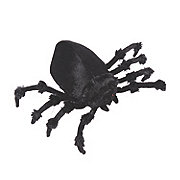 Tabletop Jumping Spider