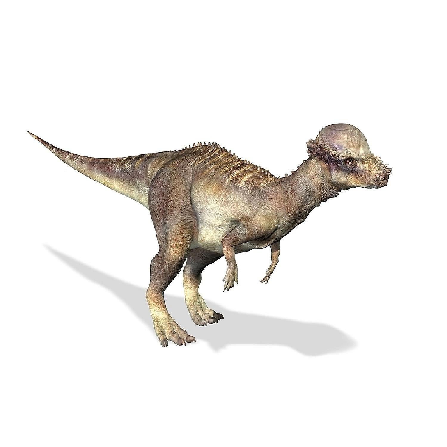 3D rendering of a Pachycephalosaurus dinosaur Poster Print 16 x 12