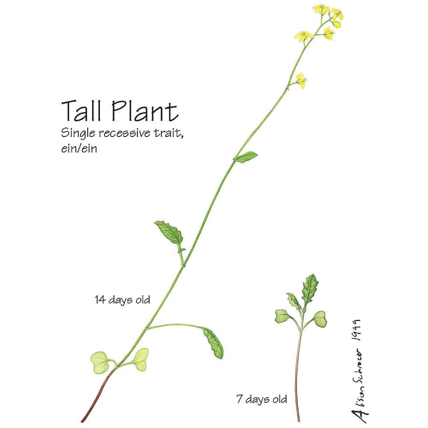 brassica rapa life cycle