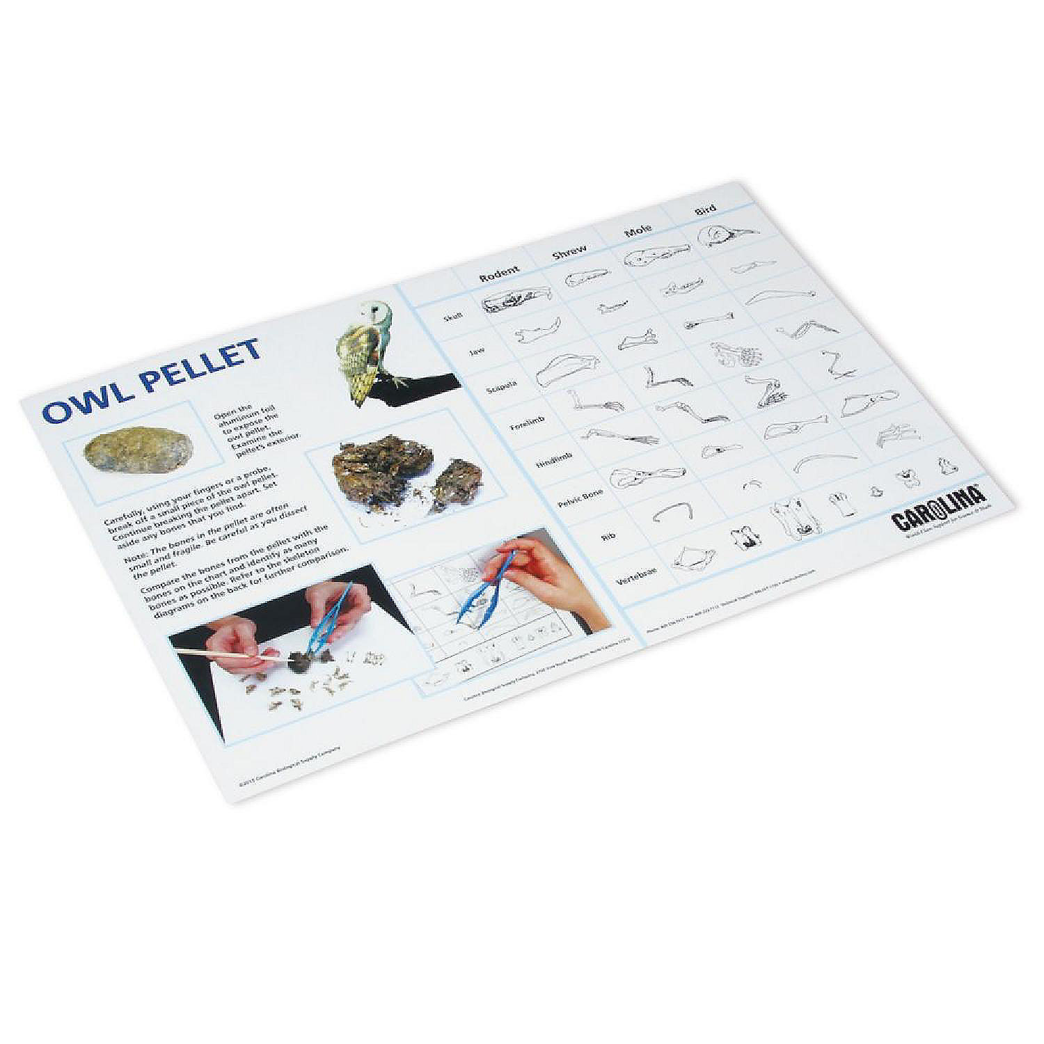 Owl Pellet Explorer Kit 