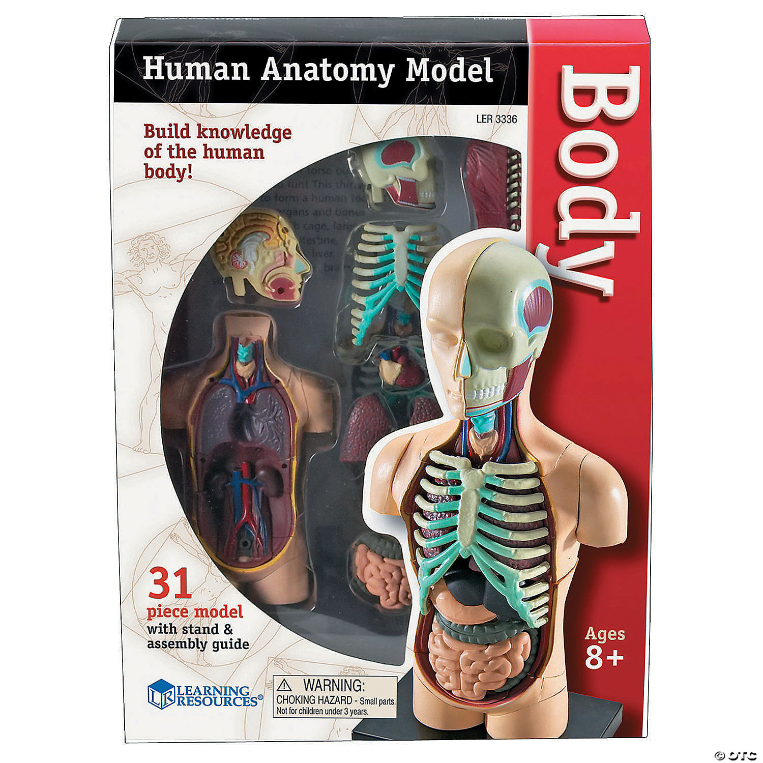Learning Resources Skeleton Model 