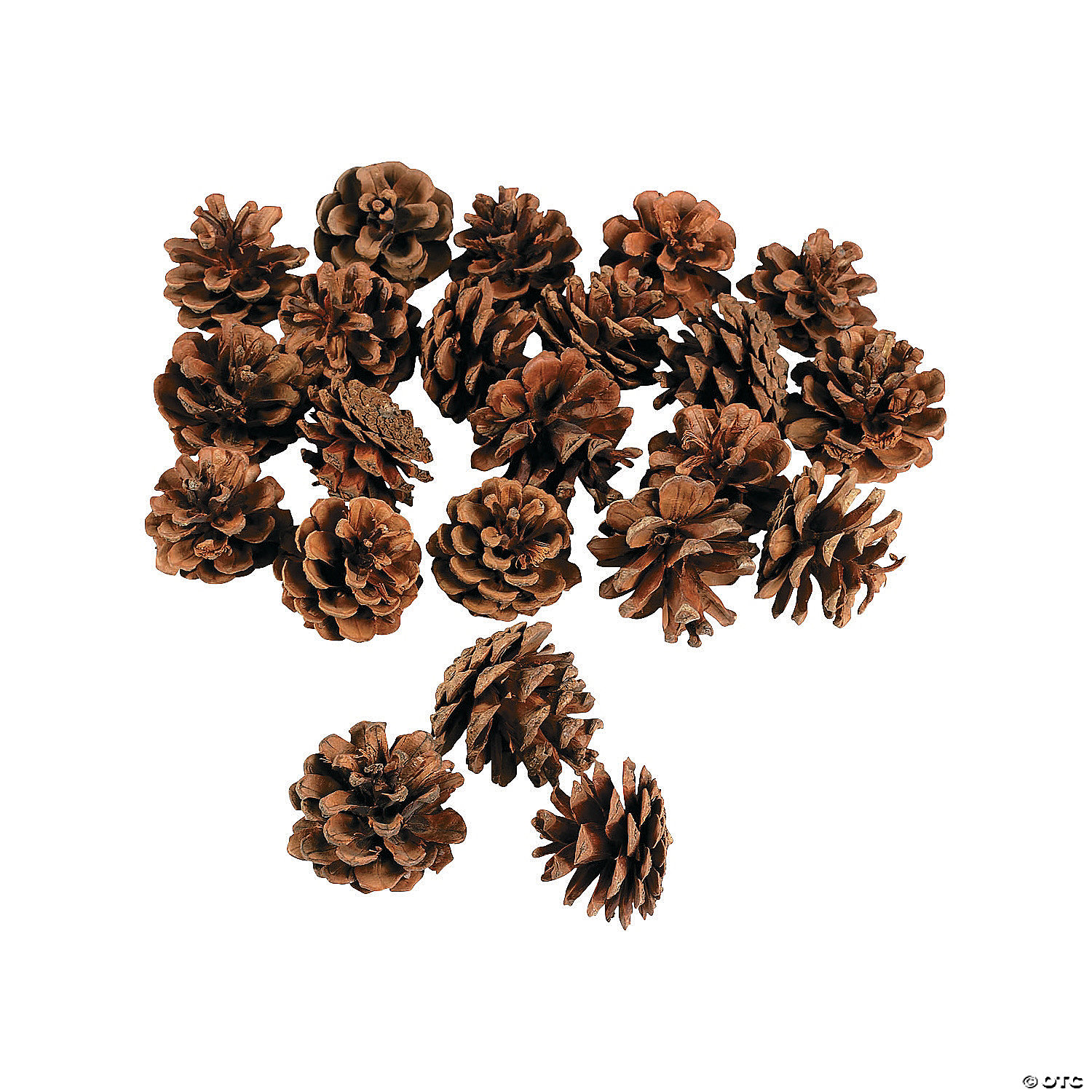 Pack of 10 Small Pine Cones 