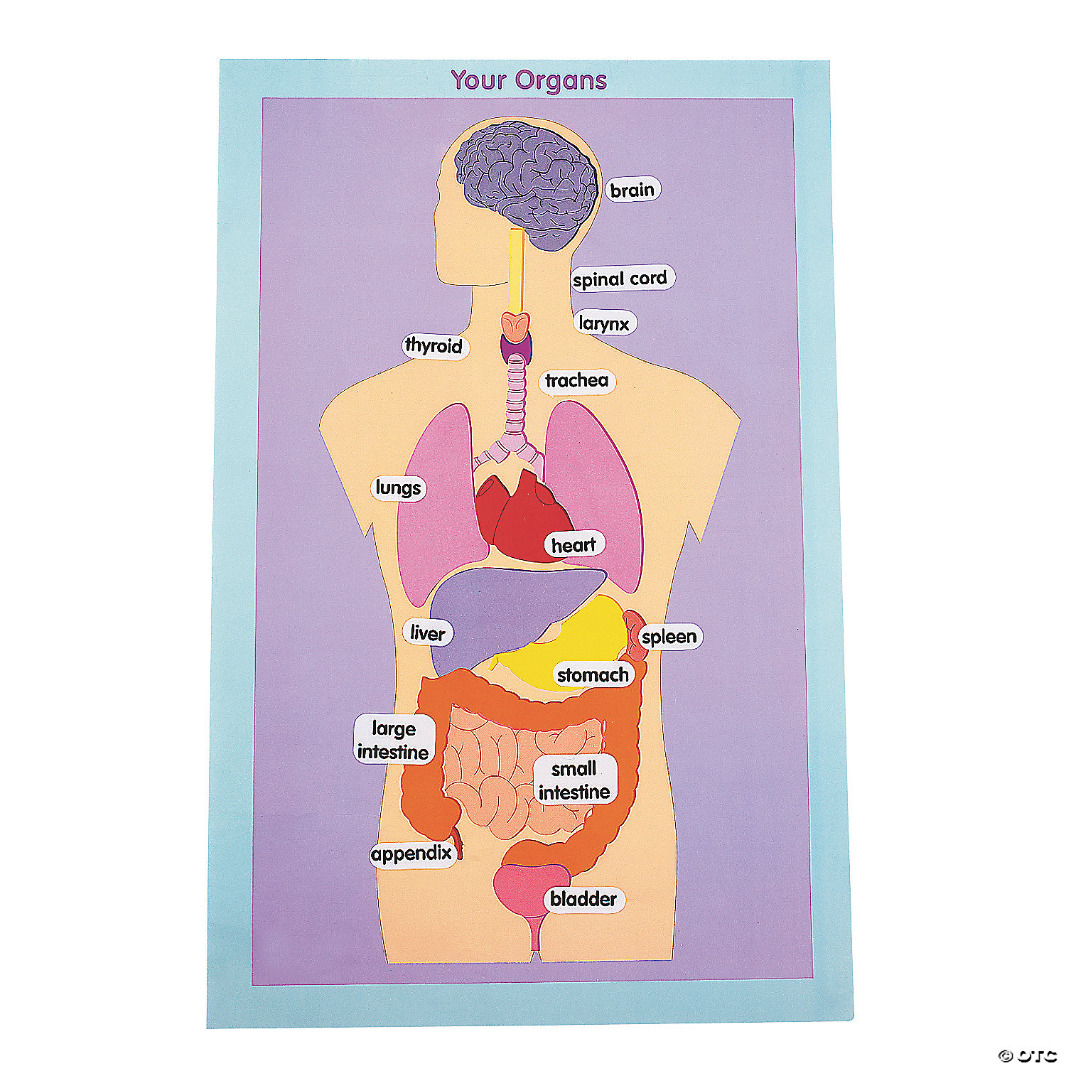 Organs Of The Human Body Giant Sticker Scenes Oriental Trading