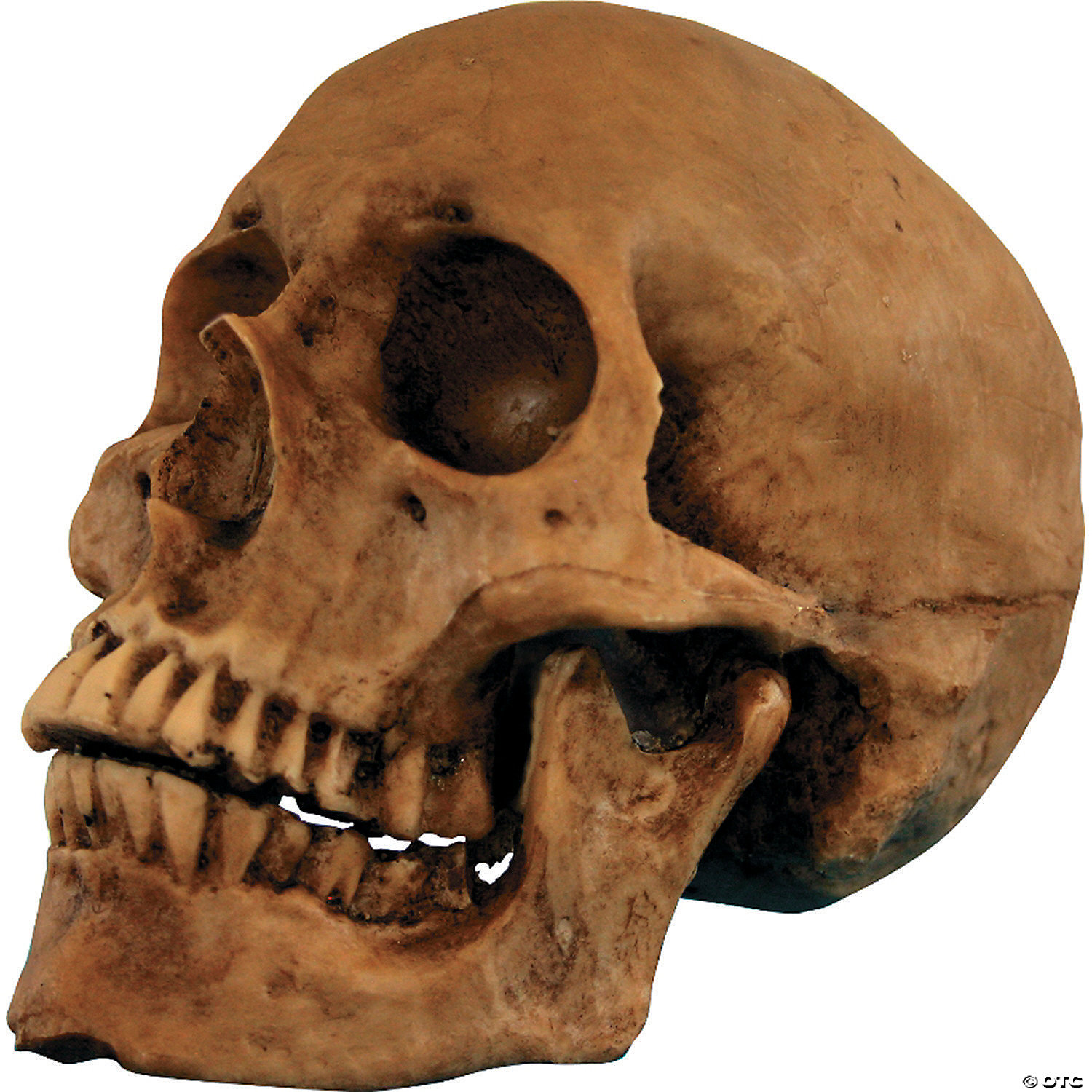Small Skull Resin Cranium Halloween 