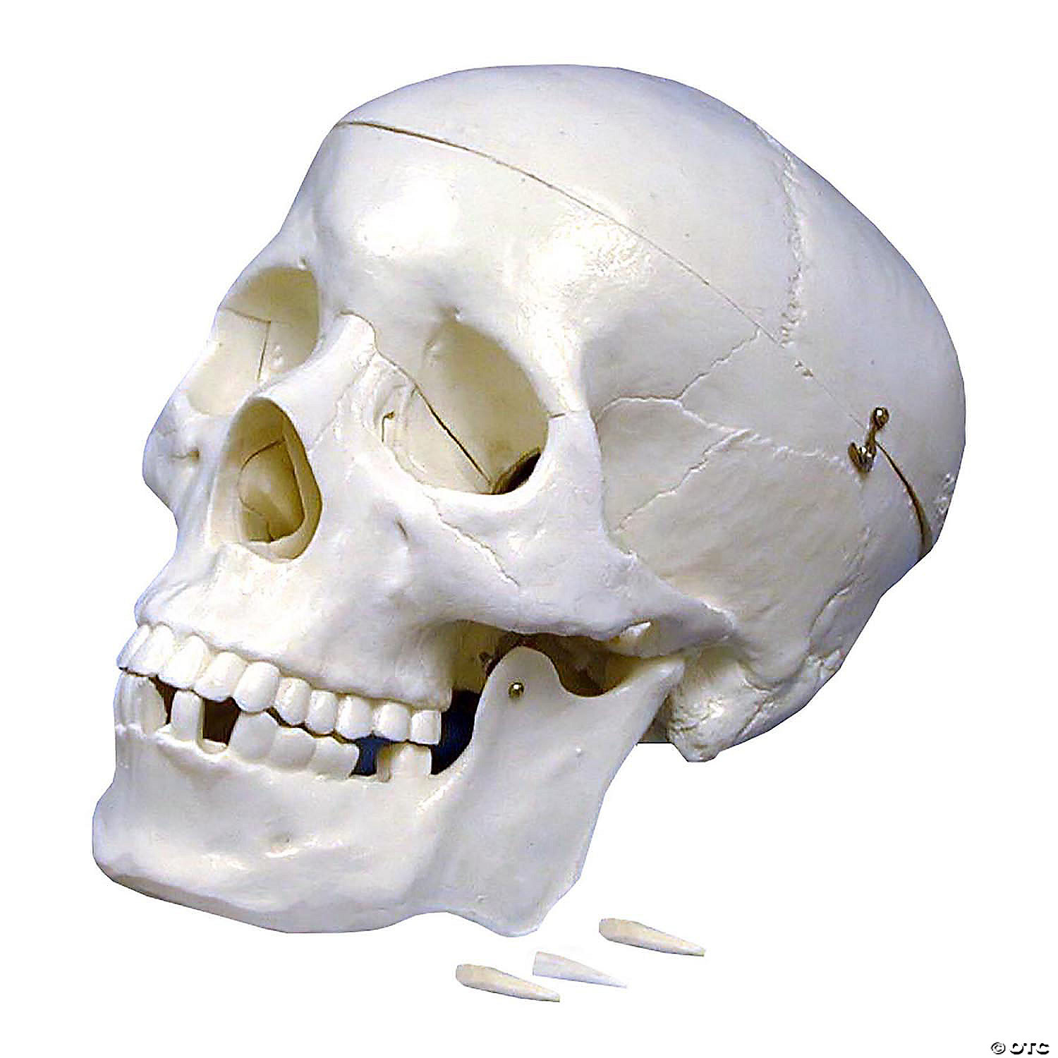 media Necklet Postcode Supertek Plastic Human Skull Model | Oriental Trading