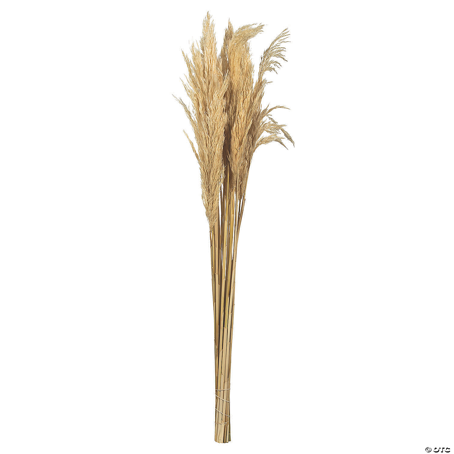 Vickerman 36" Bleached Plume Reed 2 Pack Bundle | Oriental Trading