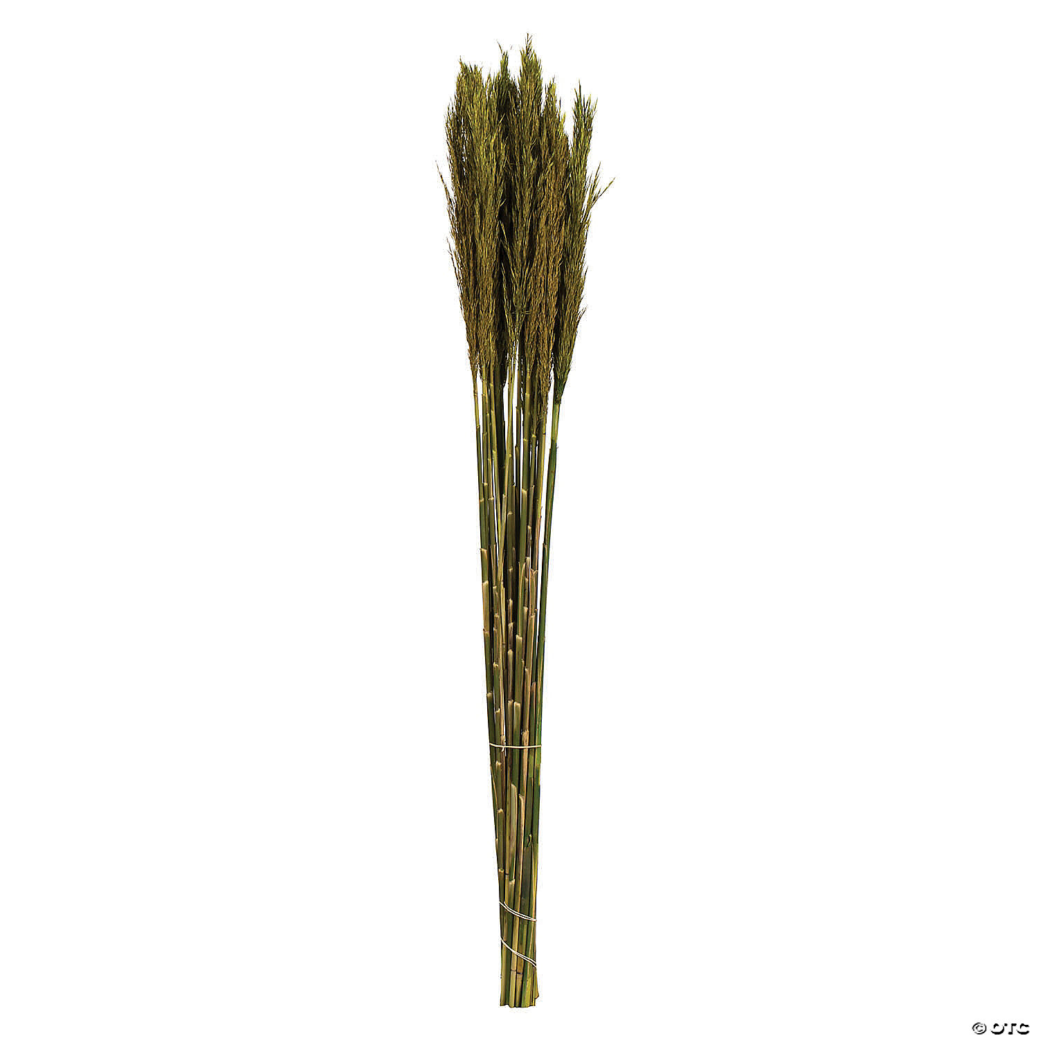 Vickerman 36" Green Plume Reed 2 Pack Bundle | Oriental Trading