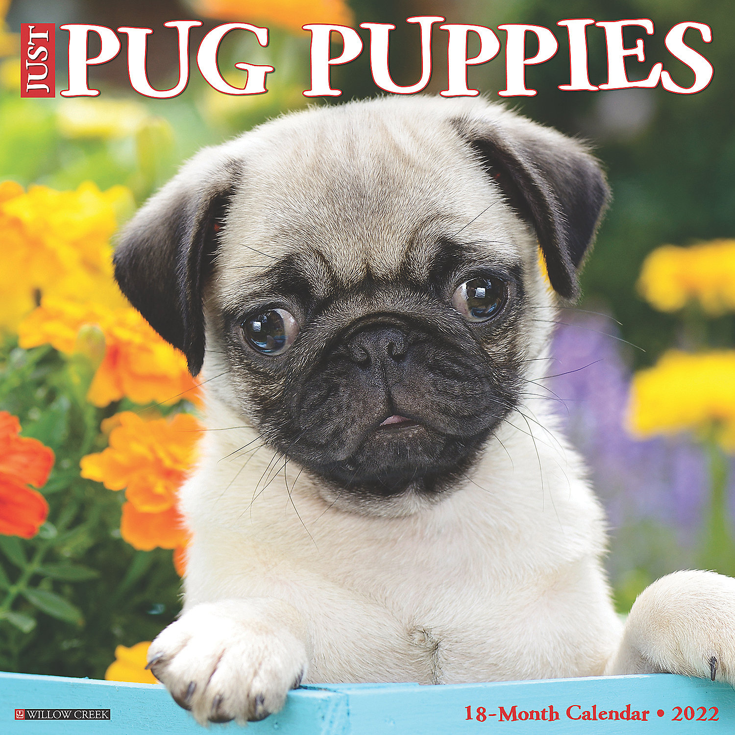 how much do pug puppies cost