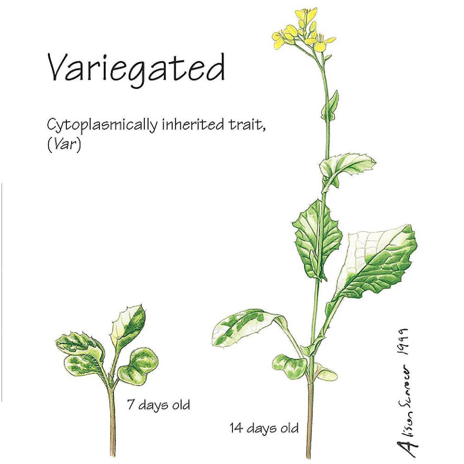 brassica rapa life cycle