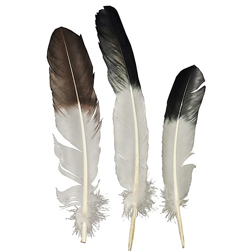 Featured Image for Eagle Tip Feather