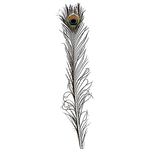 Featured Image for Peacock Feather