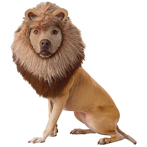 Featured Image for Lion Dog Costume