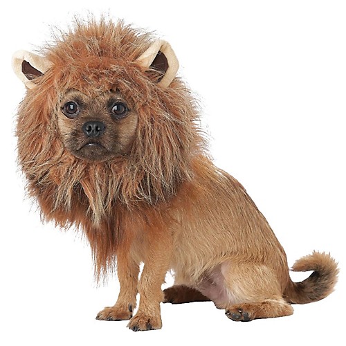 Featured Image for King Of Jungle Dog Costume