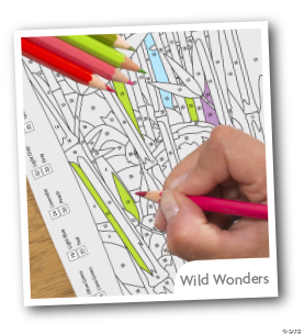 Wild Wonders  Color by Number Book Set