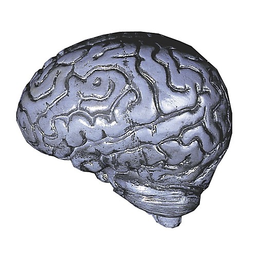 Featured Image for Human Brain – Gray
