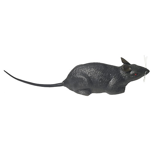 Featured Image for Rat Individual