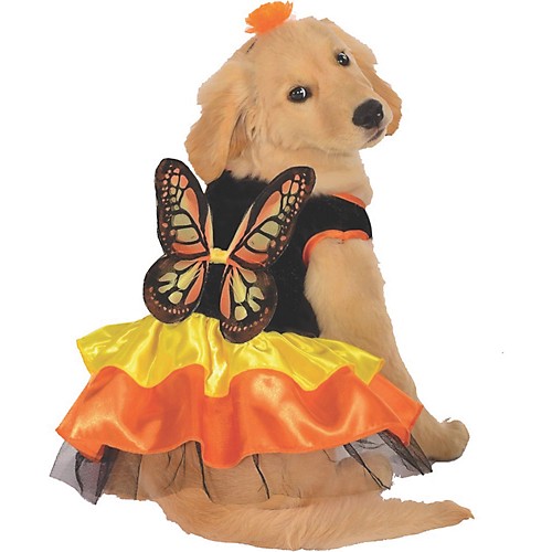 Featured Image for Butterfly Pet Costume