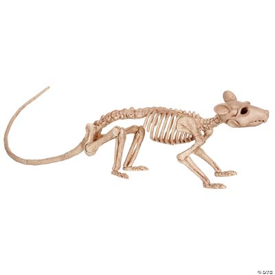Featured Image for Rat Skeleton
