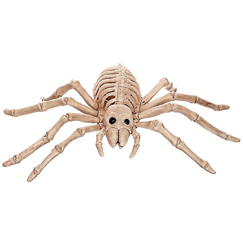 Featured Image for Spider Skeleton