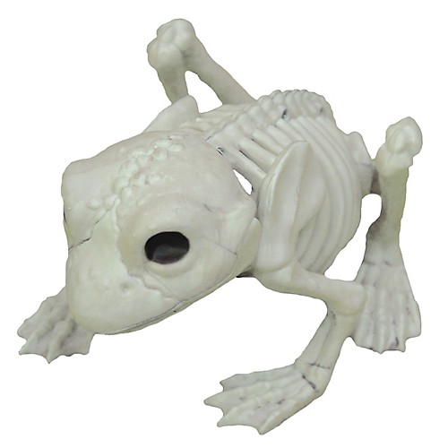 Featured Image for Frog Skeleton