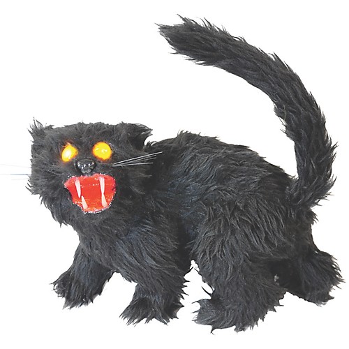 Featured Image for Black Sonic Cat