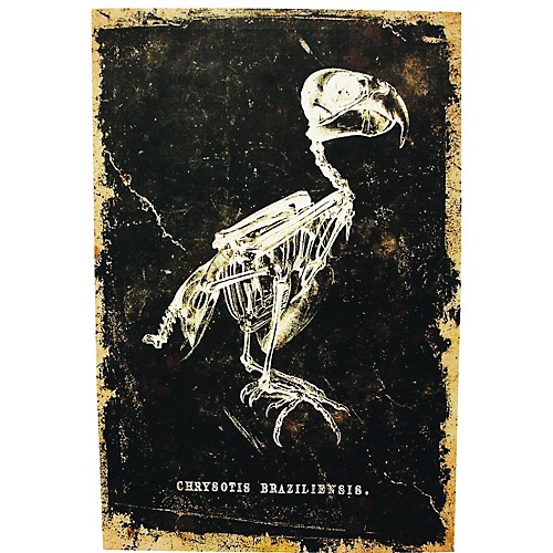 Featured Image for 24″ x 16″ Skeleton Bird Canvas without Frame
