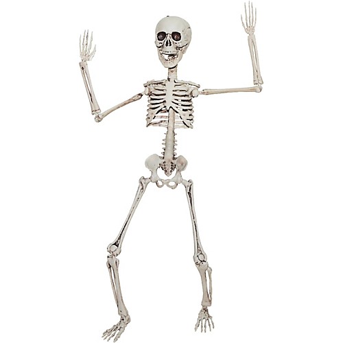 Featured Image for 20″ Poseable Skeleton