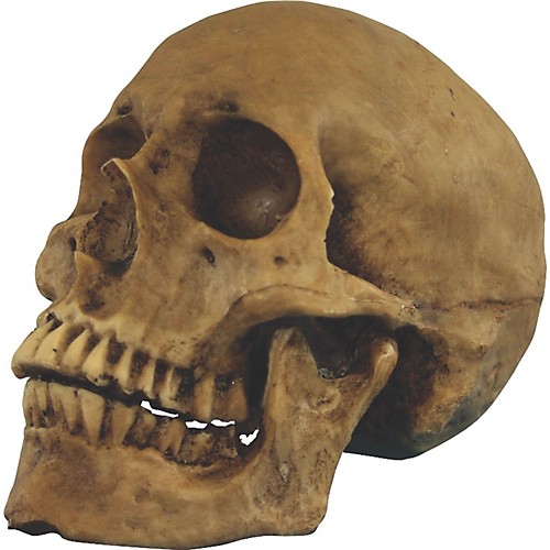 Featured Image for Skull Resin Cranium