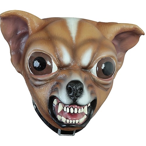 Featured Image for Chihuahua Mask