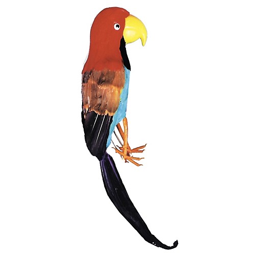 Featured Image for Parrot Pirate